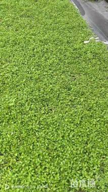 高度3厘米姬岩垂草