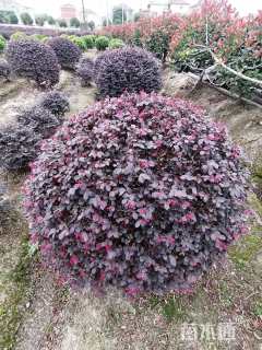 冠幅150厘米红花继木球