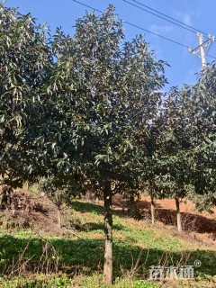 15公分红花木莲