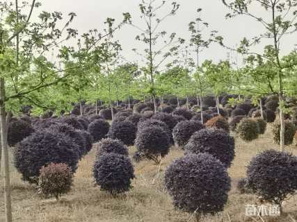 冠幅120厘米红花继木球