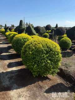 1公分造型亮金女贞