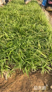 高度12厘米吉祥草