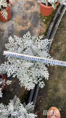 高度30厘米银叶菊