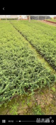 高度20厘米福建茶