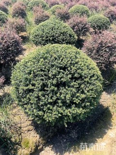 高度120厘米龟甲冬青