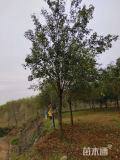 12公分大叶女贞