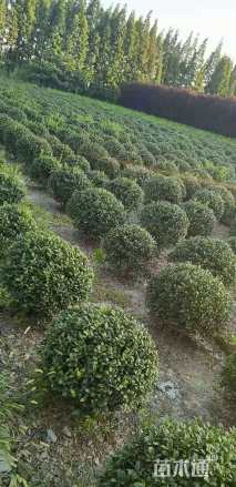 冠幅120厘米无刺枸骨球