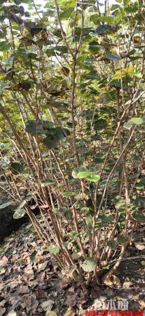 高度260厘米巴杆红丛生紫荆