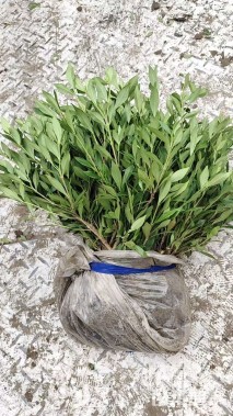 高度30厘米小叶栀子