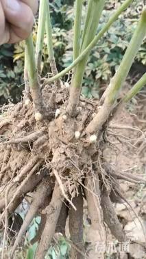 高度75厘米芍药