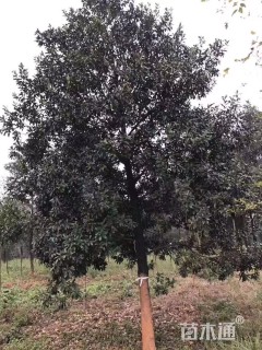 10公分单性木莲