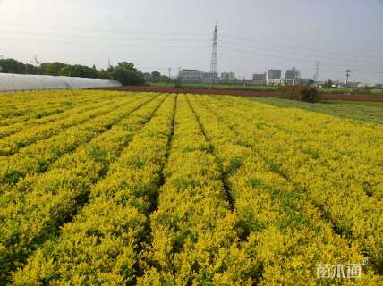 高度45厘米金森女贞