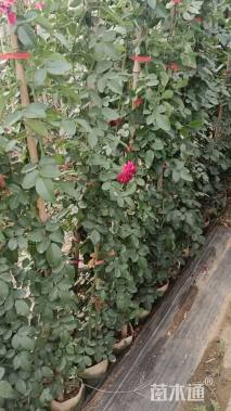 高度180厘米月季