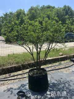 高度150厘米金桔