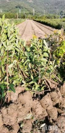 高度100厘米法国冬青