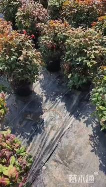 高度30厘米火焰南天竹