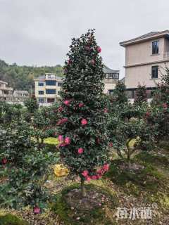高度200厘米茶梅
