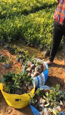 高度20厘米日本血草