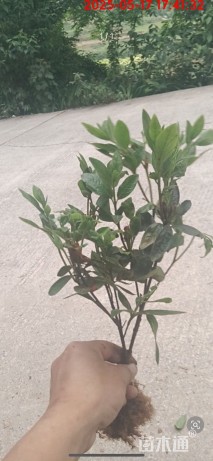 高度25厘米杜鹃