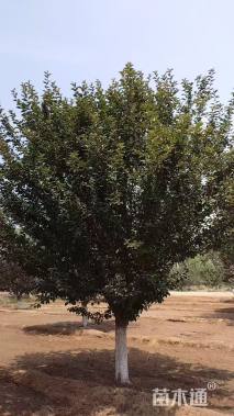 15公分光辉海棠