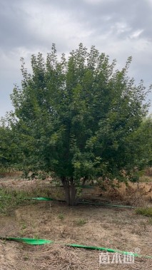 高度600厘米丛生元宝枫
