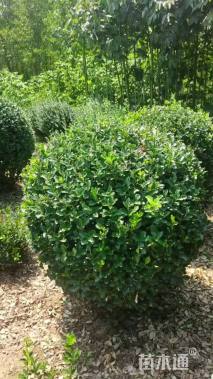 冠幅100厘米大叶黄杨球