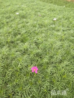 高度12厘米波斯菊