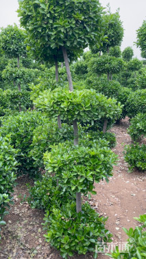 高度200厘米大叶黄杨