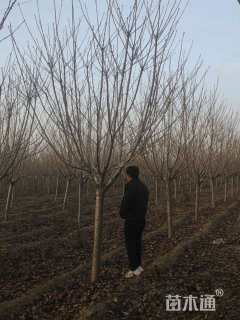 10公分日本晚樱