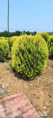 高度60厘米洒金柏