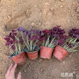 高度20厘米紫花酢浆草