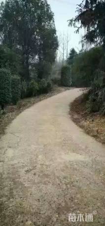 高度150厘米红叶石楠柱