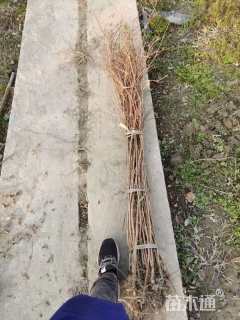 高度20厘米杨树小苗