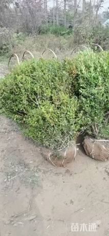 冠幅100厘米瓜子黄杨球