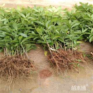 0.4公分金丝楠木