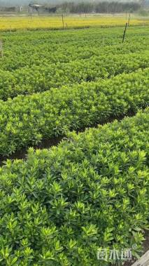 高度30厘米春鹃小苗