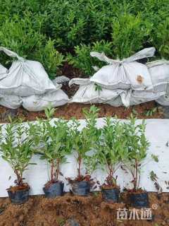 高度40厘米毛鹃