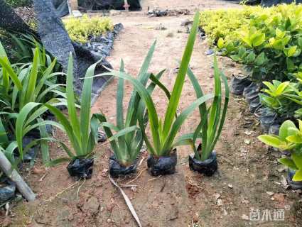 高度25厘米鸢尾