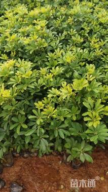 高度60厘米鸭脚木