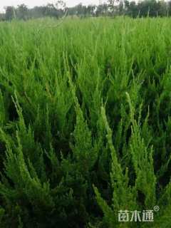 高度20厘米铺地柏