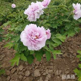 高度120厘米牡丹