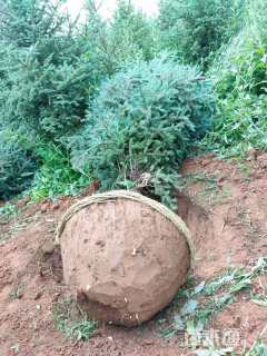 高度300厘米青海云杉