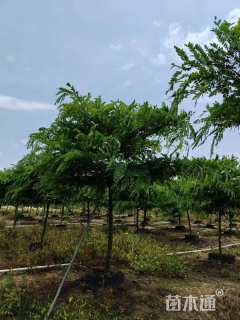 8公分粉花山扁豆