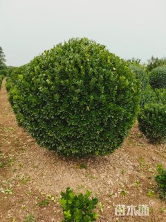 冠幅150厘米大叶黄杨球