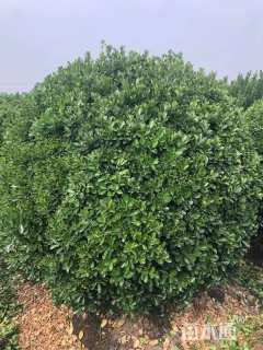 冠幅200厘米大叶黄杨球