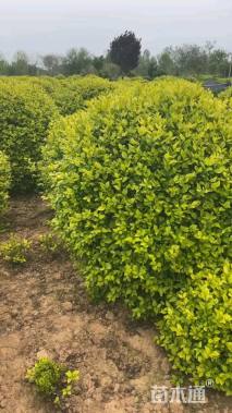 冠幅200厘米金叶女贞球