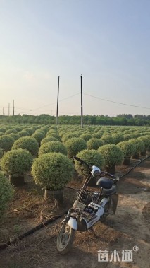 冠幅120厘米银姬小蜡球