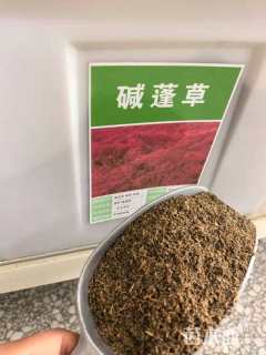 碱蓬草种子