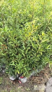 高度80厘米杜英小苗