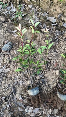 高度55厘米红叶石楠小苗